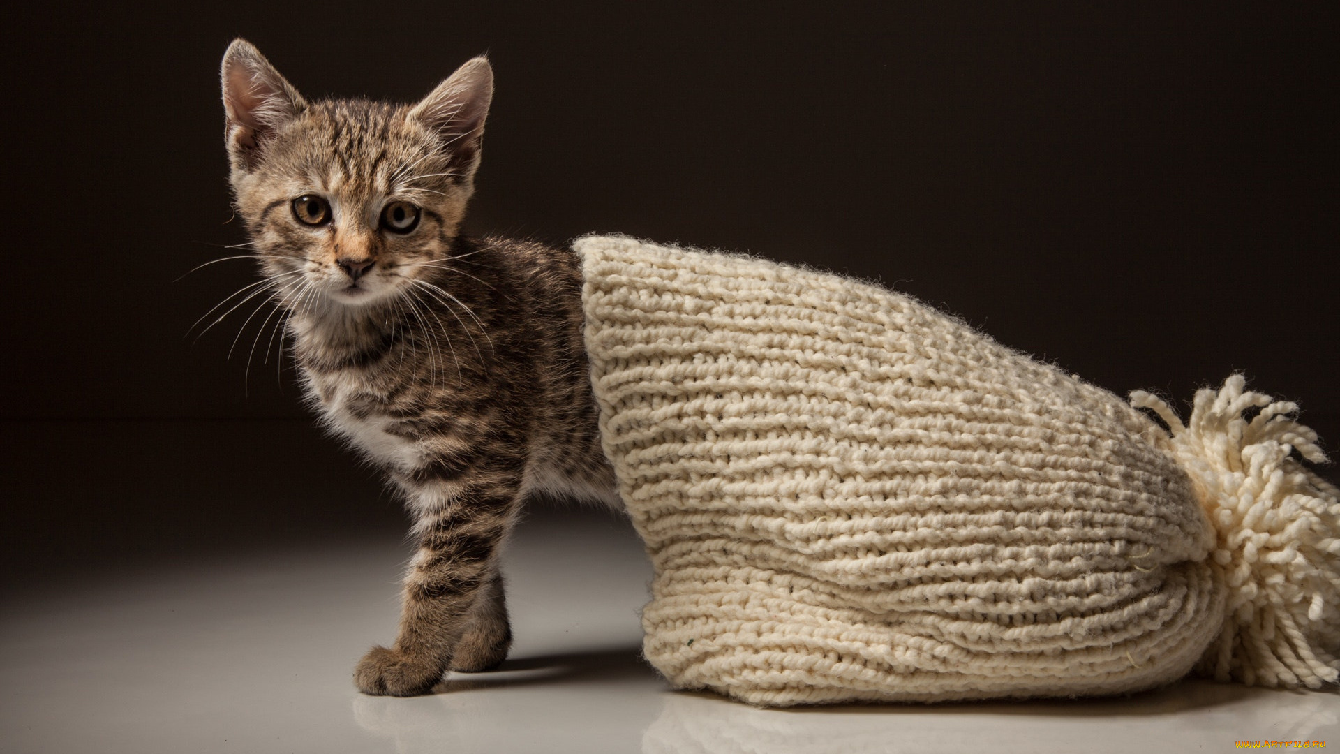 животные, коты, шапка