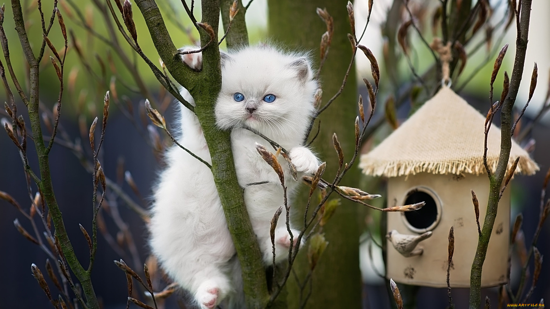 животные, коты, сквоореччник, ветка