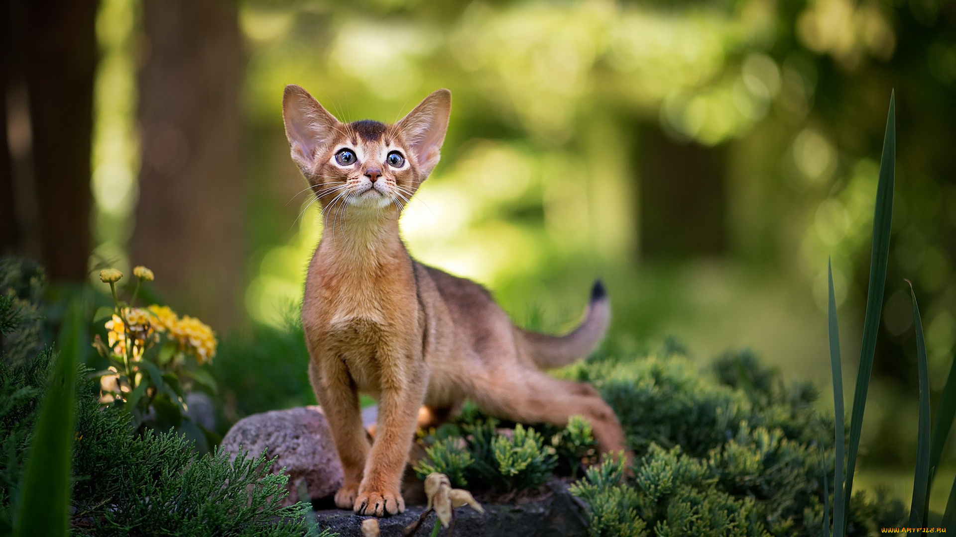 животные, коты, трава, камень, цветок