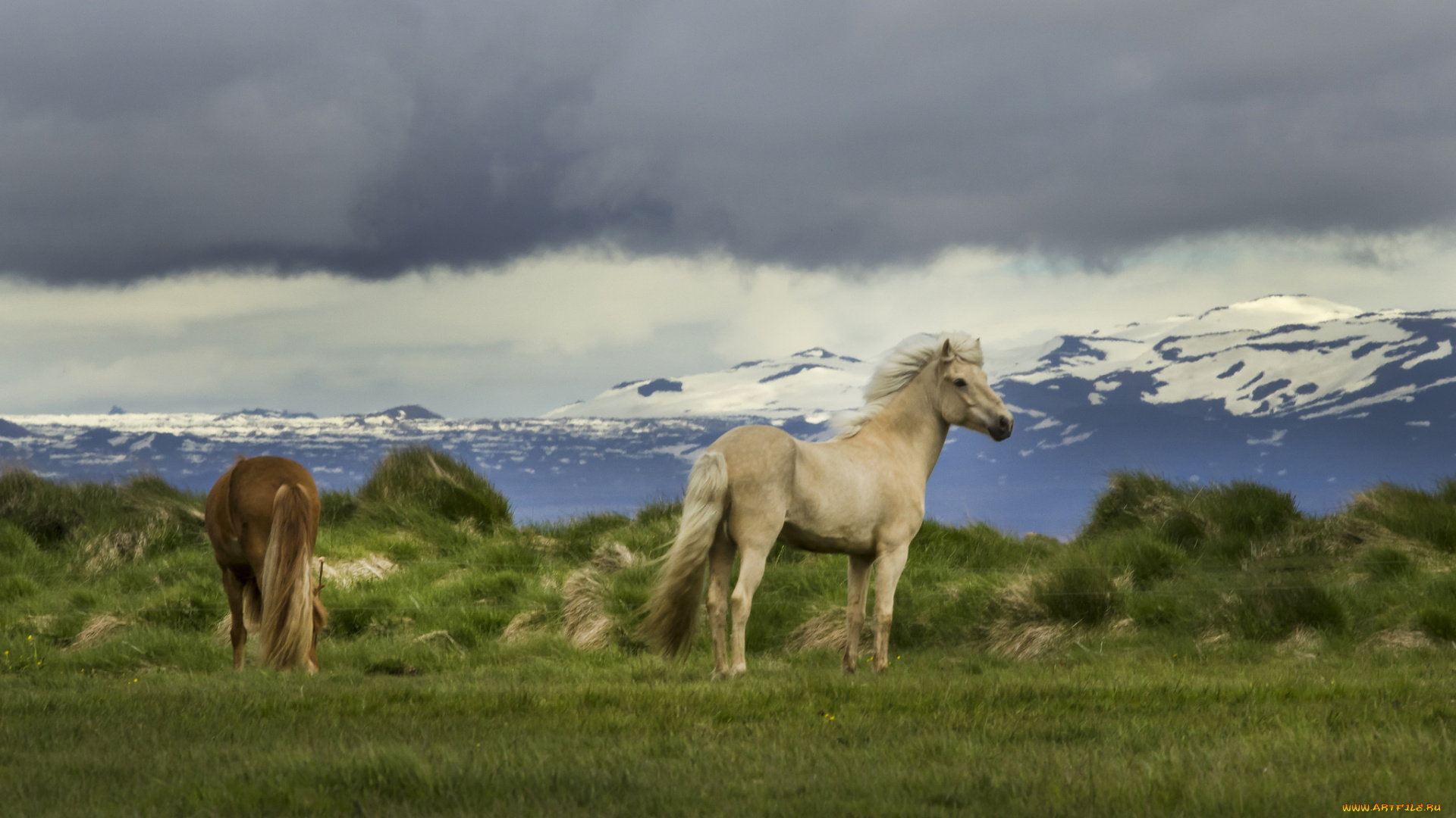 животные, лошади, грива, хвост, окрас, лошадь