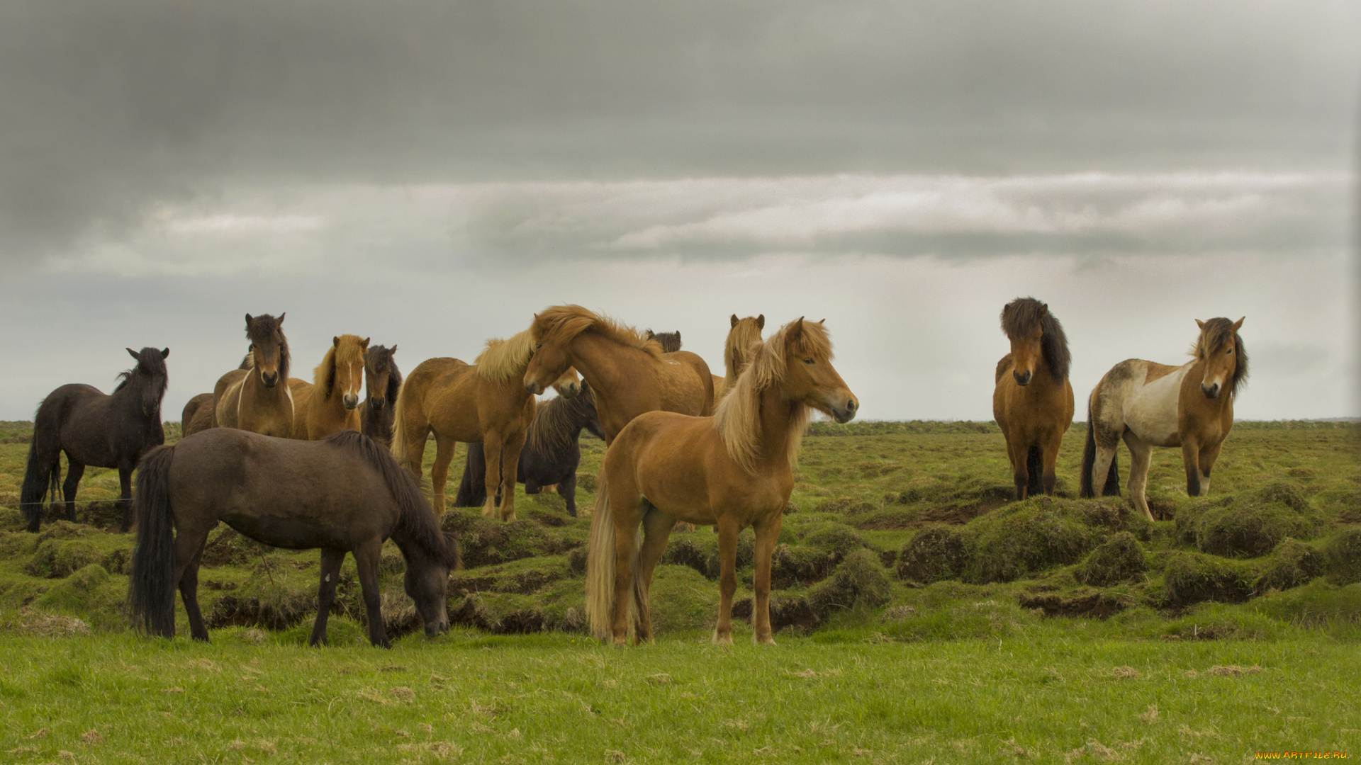 животные, лошади, грива, хвост, окрас, лошадь