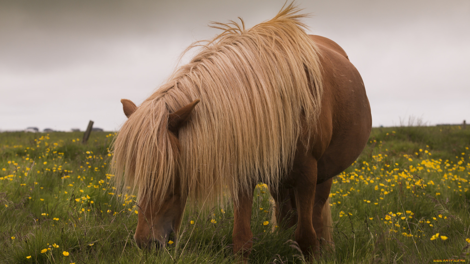 животные, лошади, хвост, грива, лошадь, окрас