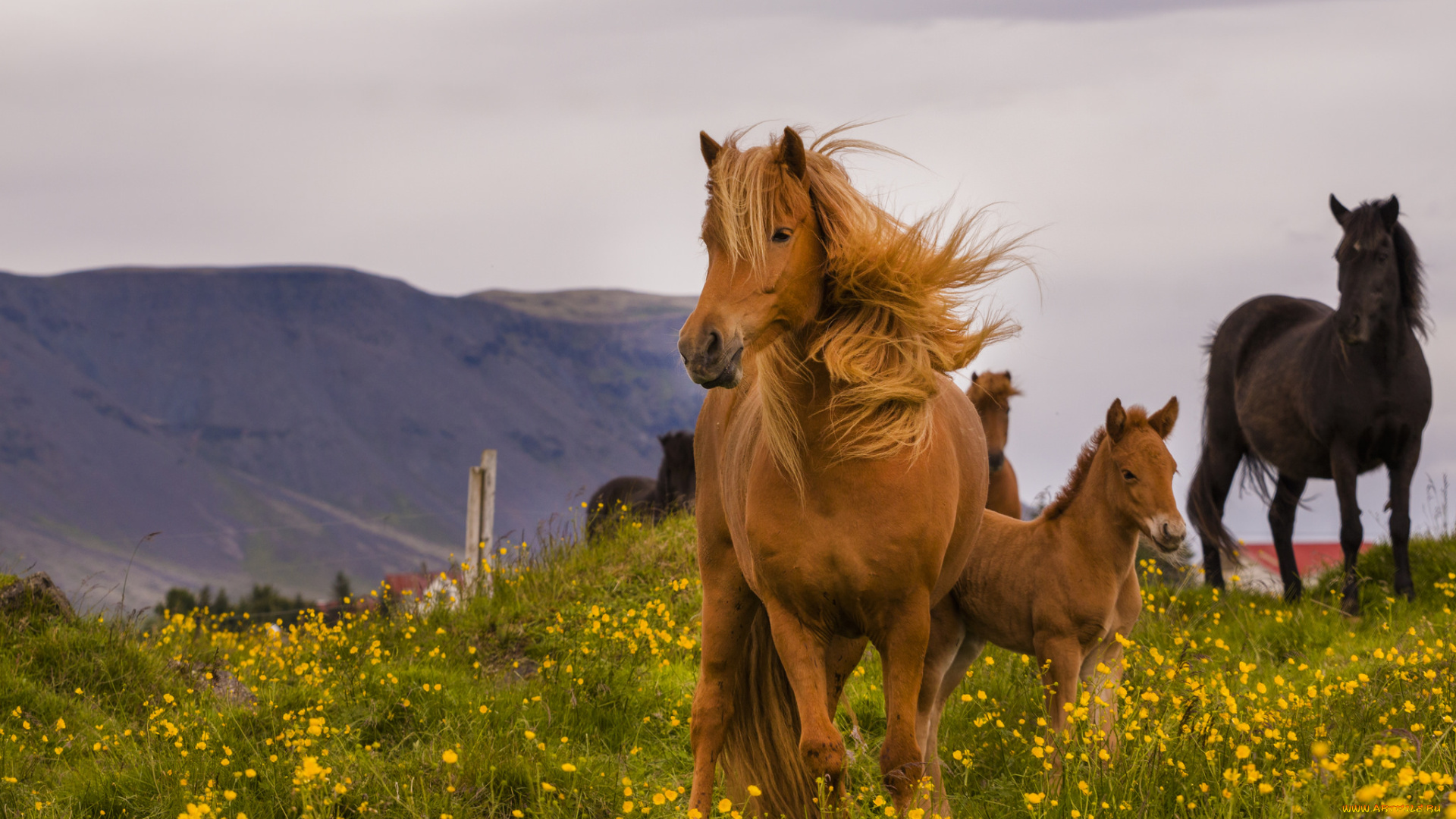 животные, лошади, окрас, грива, хвост, лошадь