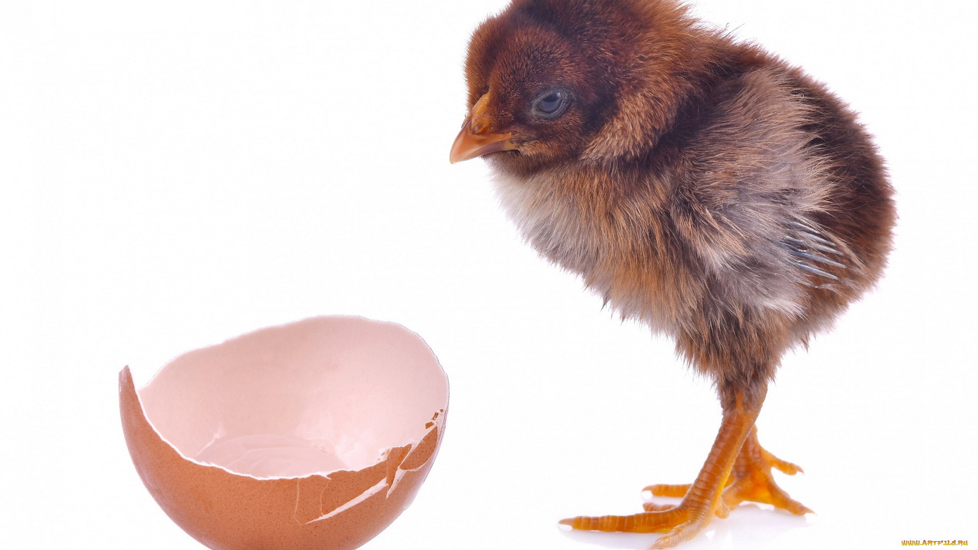 животные, птицы, скорлупа, белый, фон