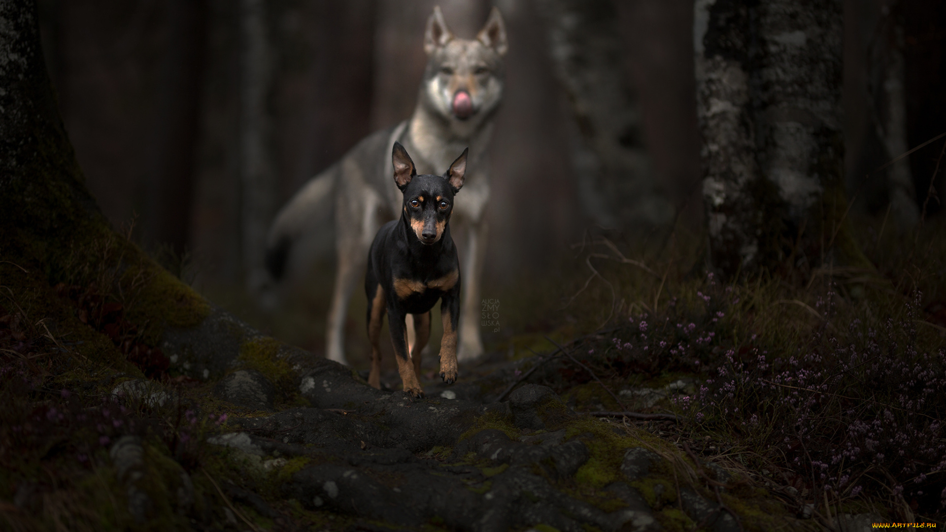 животные, собаки, собака, шерсть, окрас, животное, порода