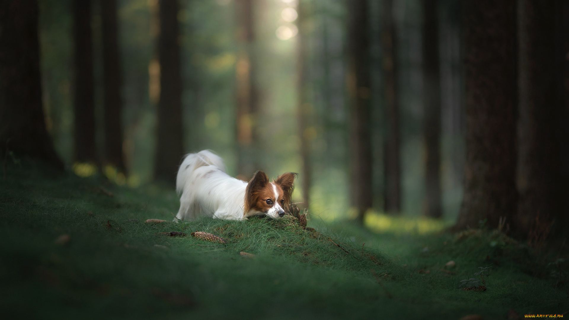 животные, собаки, животное, порода, собака, окрас, шерсть