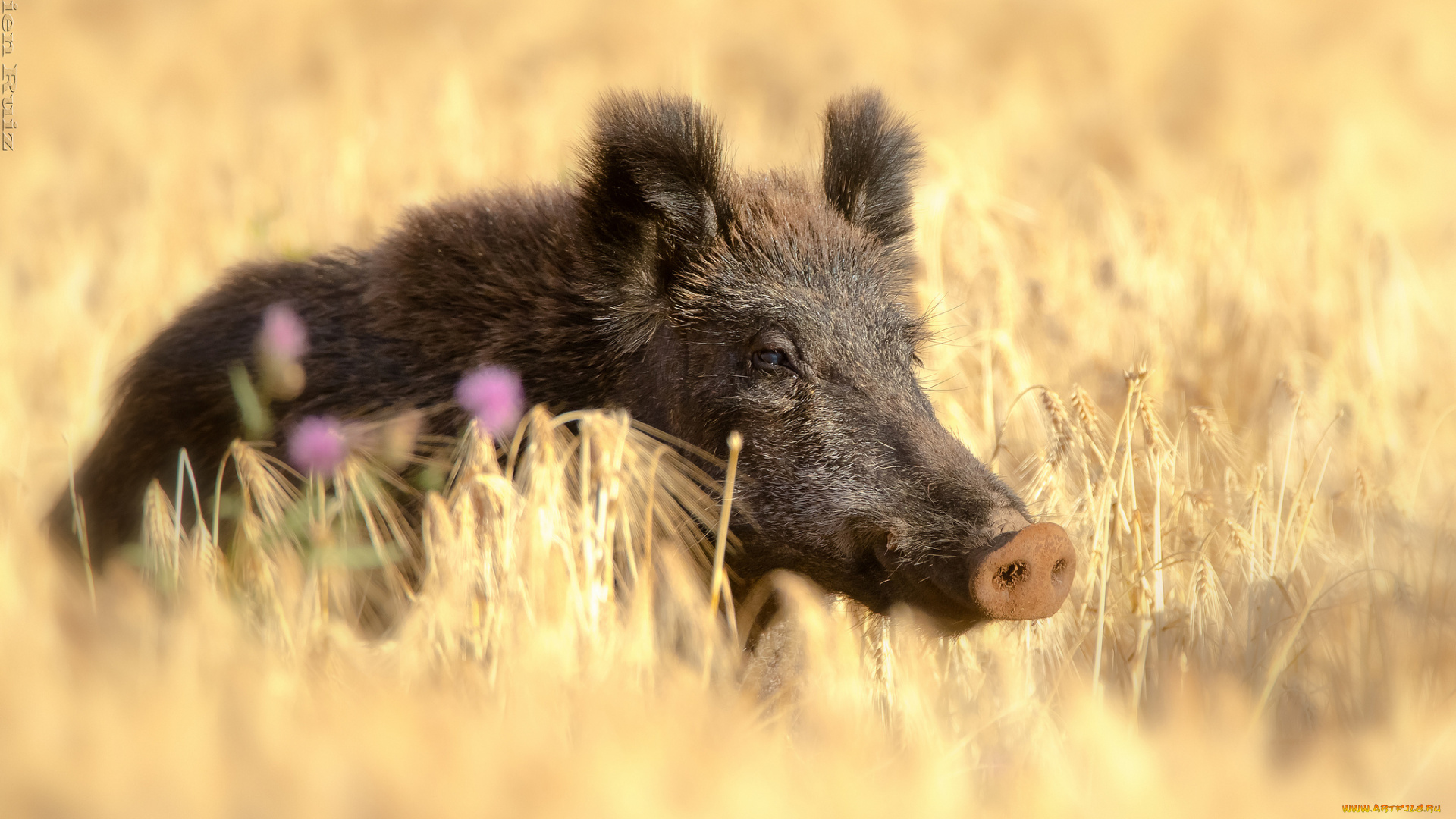 животные, свиньи, , кабаны, поле, хрюша, пшеница