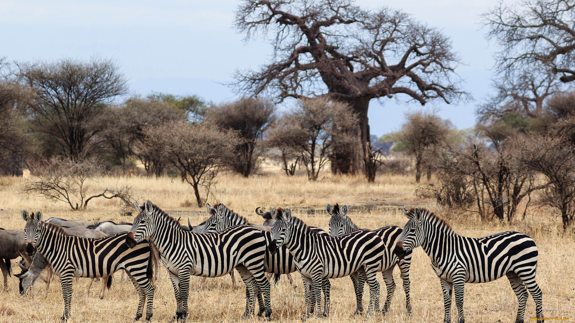 животные, зебры, животное, белая, черная, зебра, полосы