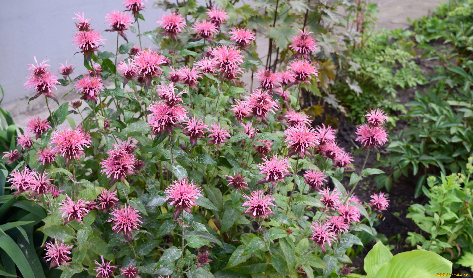 цветы, розовый, цвет