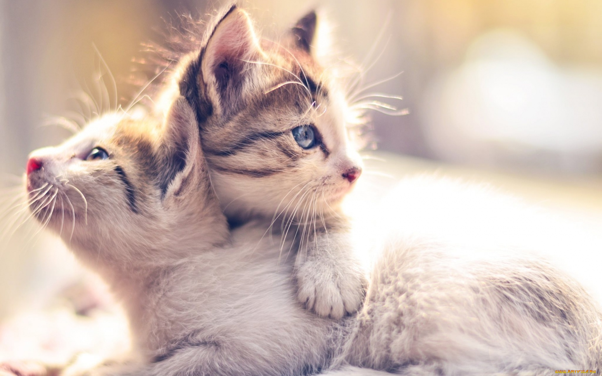 животные, коты, двое