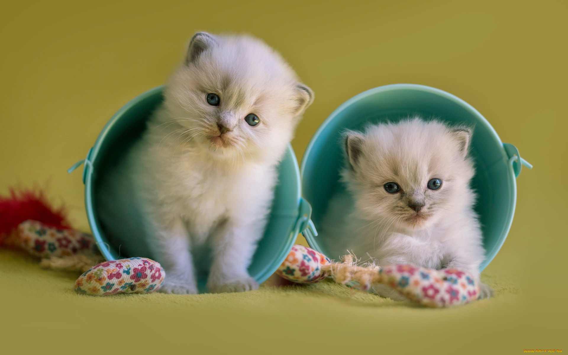 животные, коты, двое, ведро