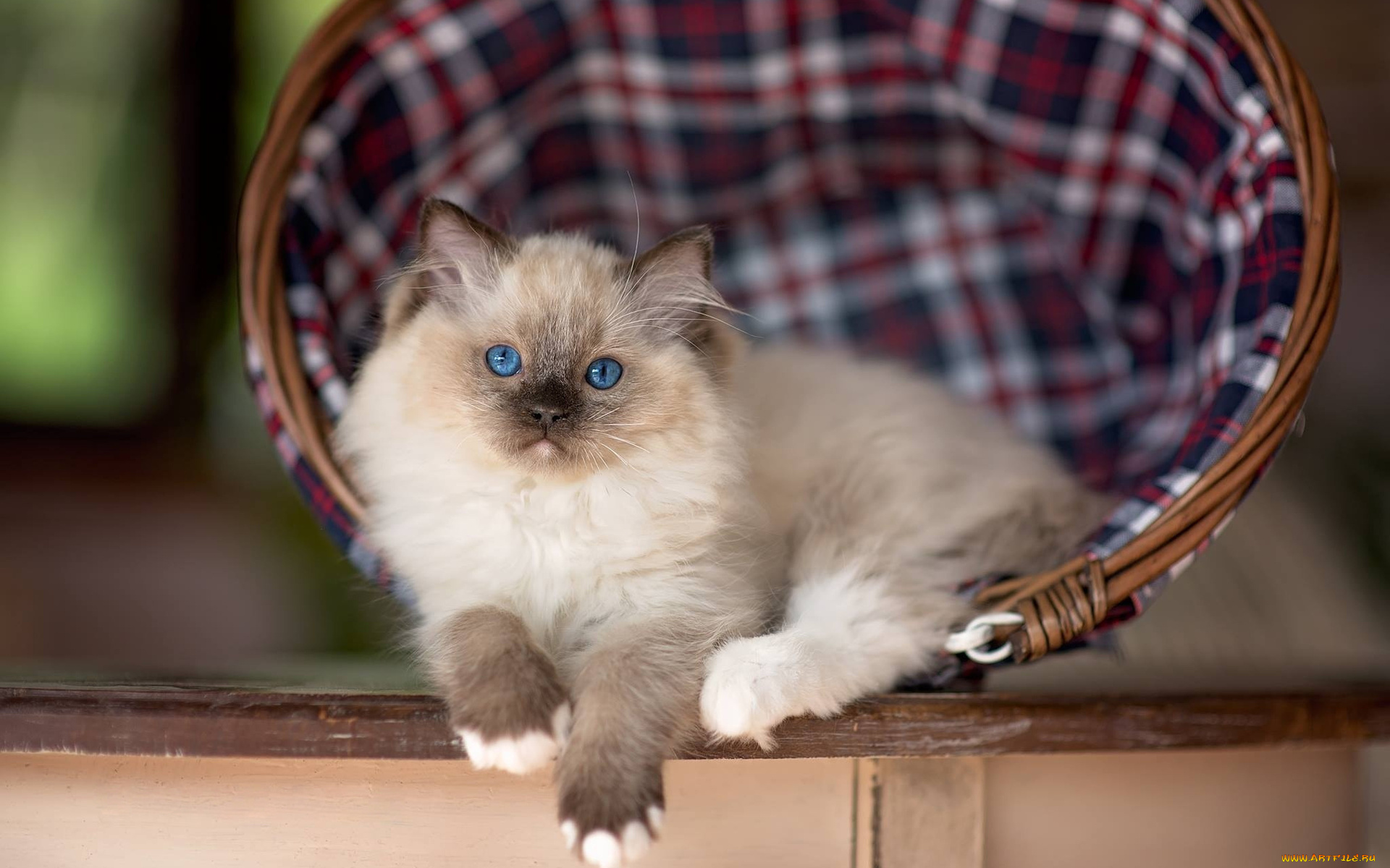 животные, коты, корзинка