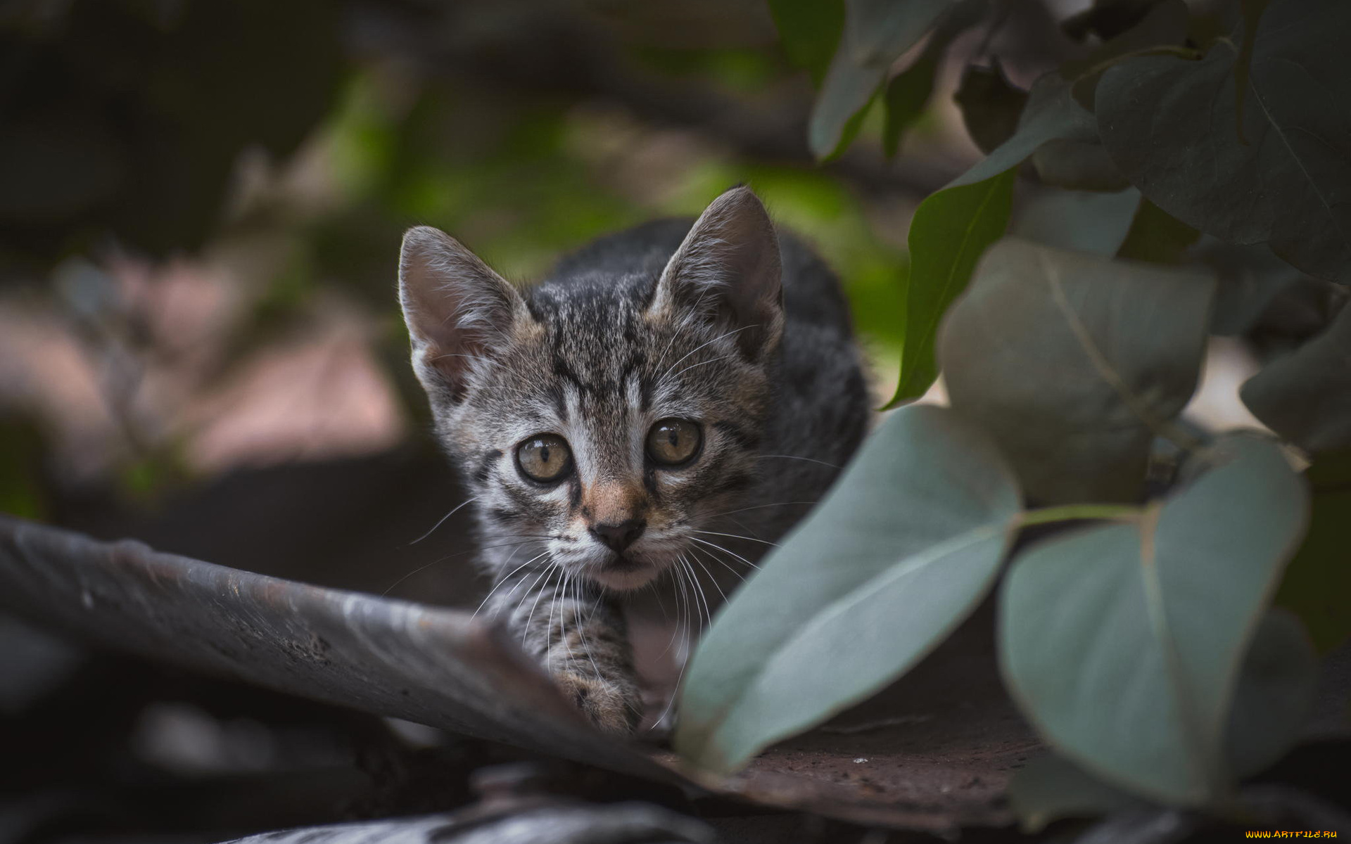 животные, коты, листья