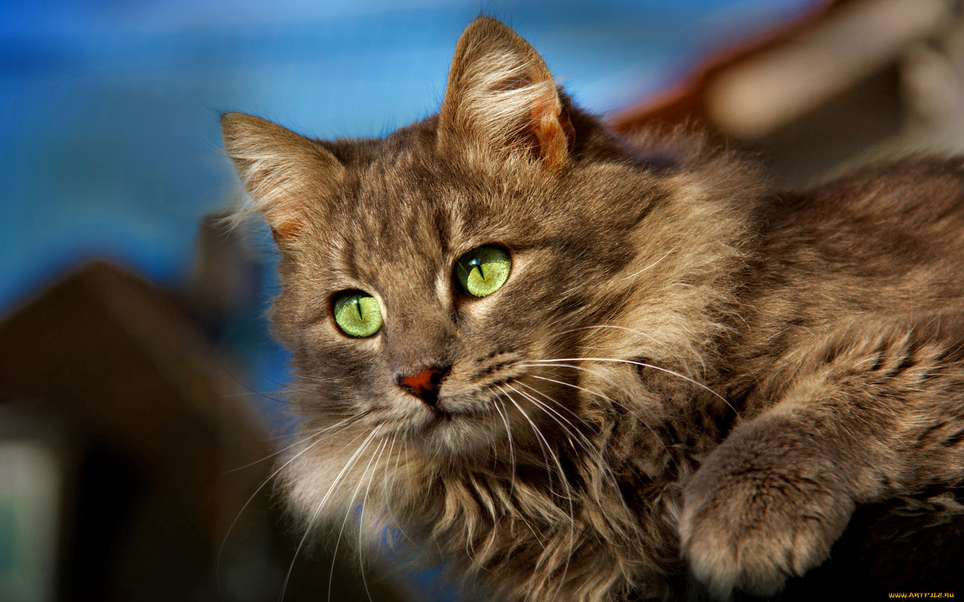 животные, коты, зеленые, глаза