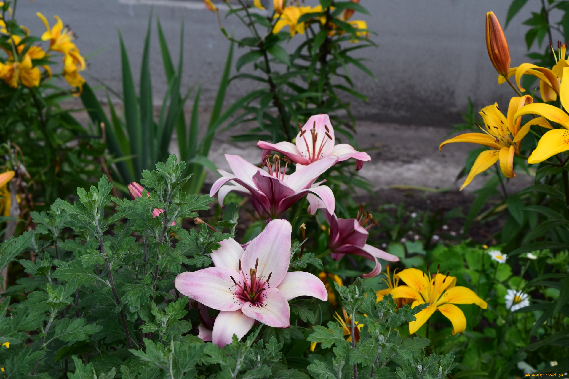 цветы, лилии, , лилейники, цветок