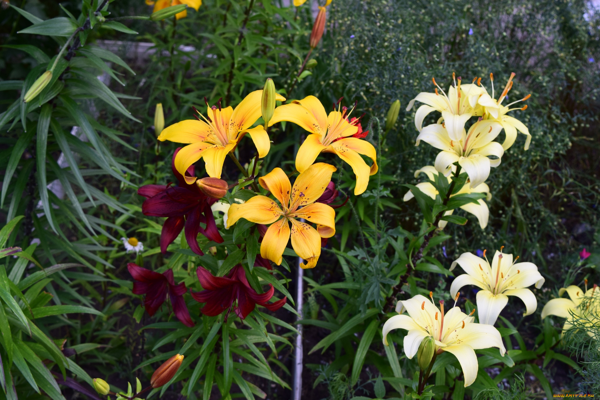 цветы, лилии, , лилейники, разноцветные