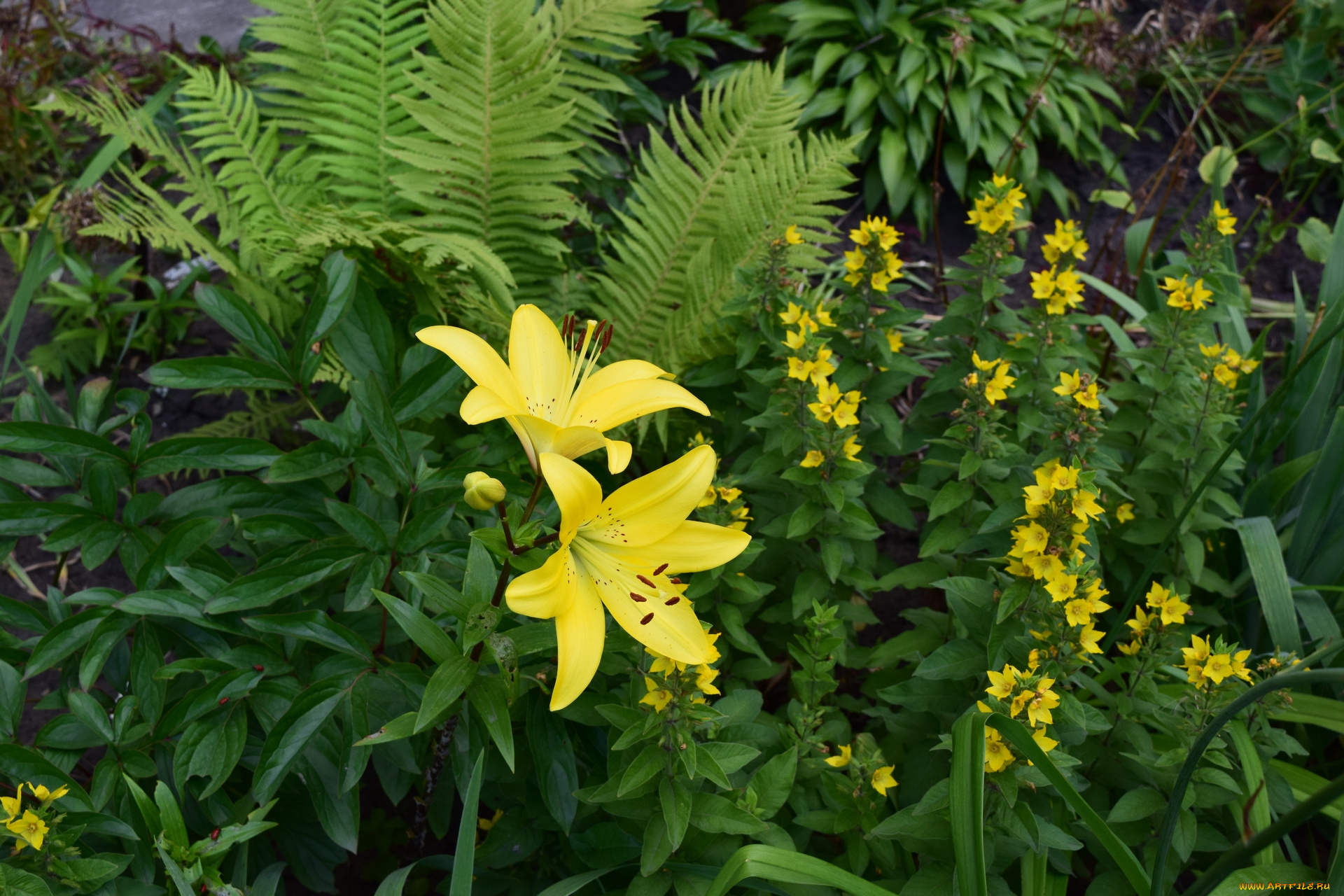 цветы, лилии, , лилейники, желтый, цвет