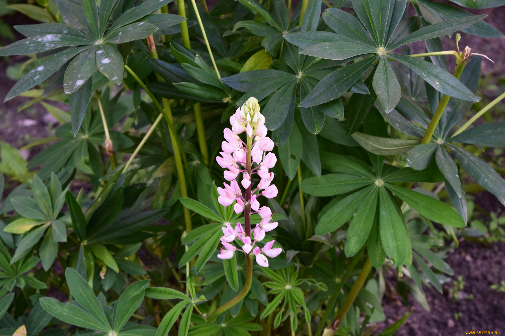 цветы, люпин, цветок