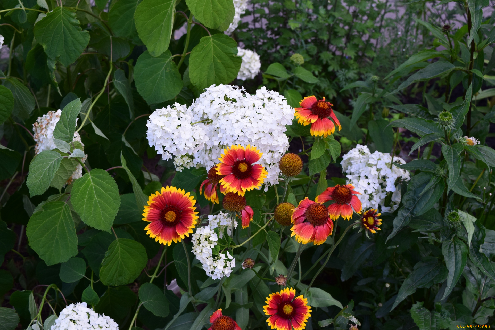 цветы, разные, вместе, разноцветные