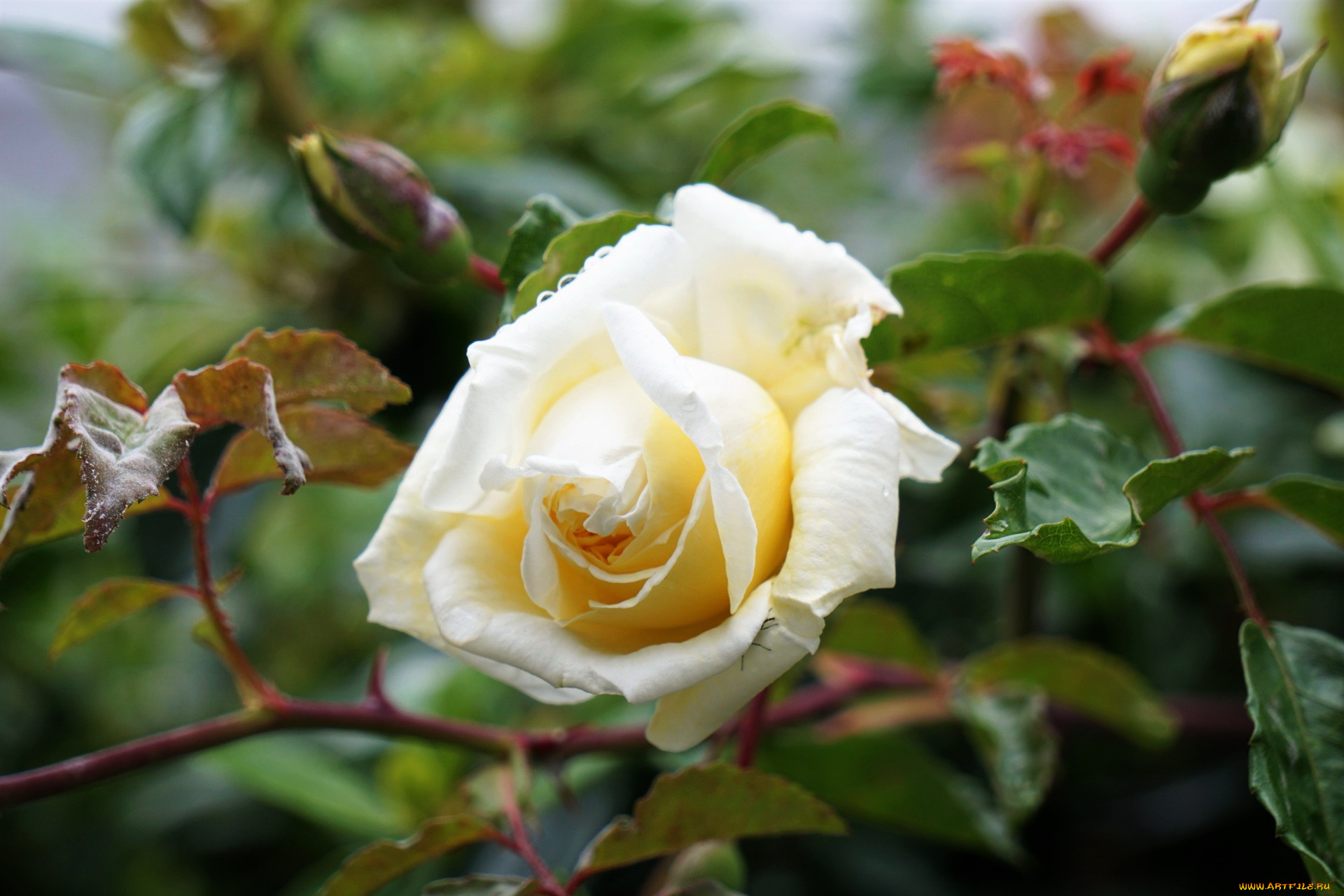 цветы, розы, бутон