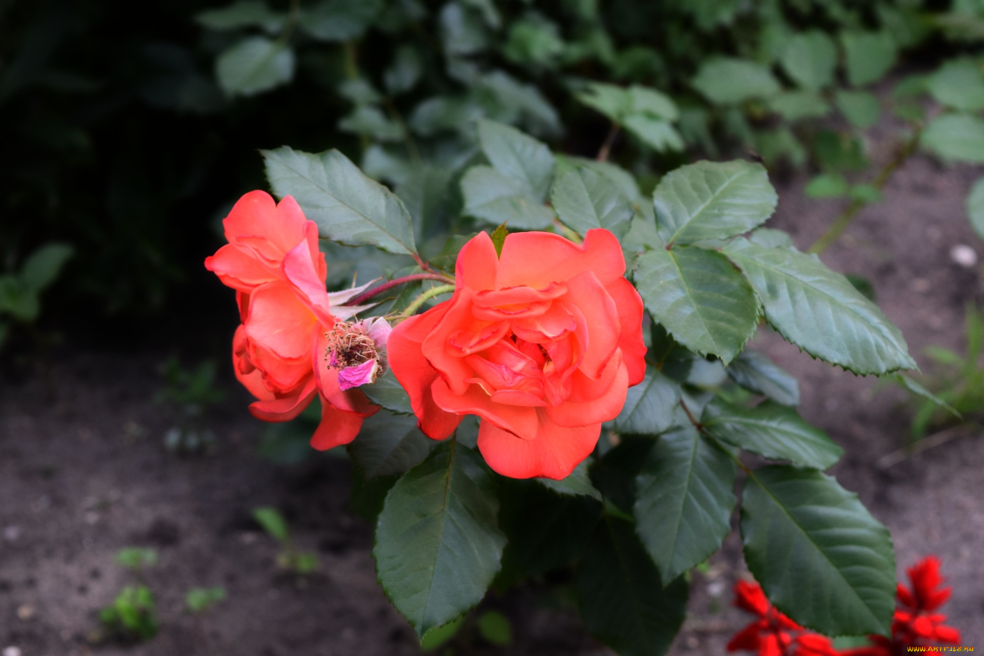 цветы, розы, цветок