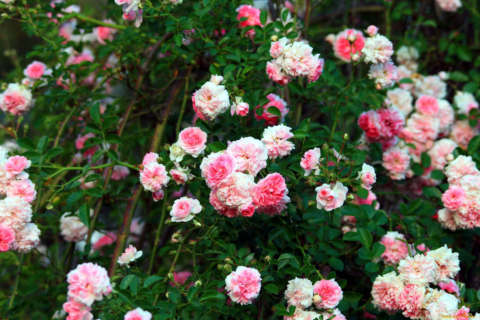 цветы, розы, розовый