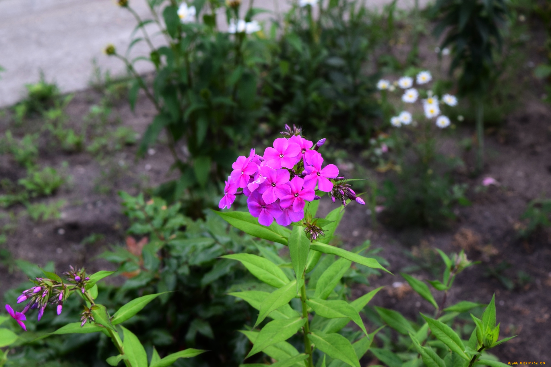 цветы, сиреневый, цвет