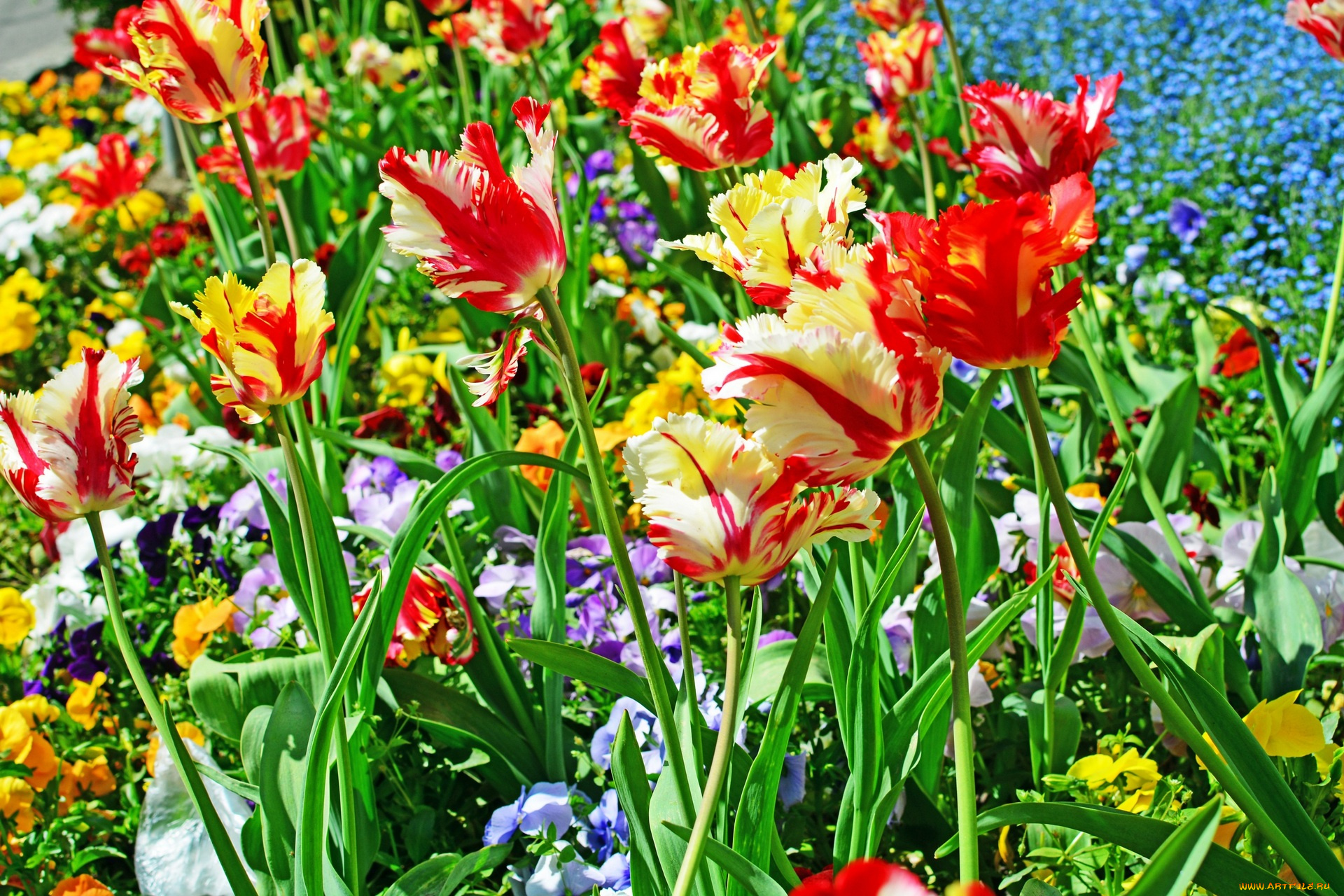 цветы, тюльпаны, разноцветные