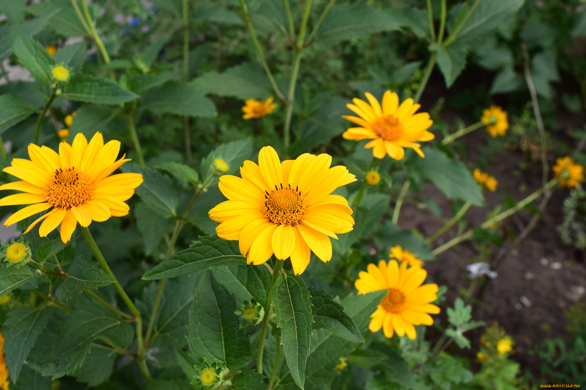 цветы, желтый, цвет