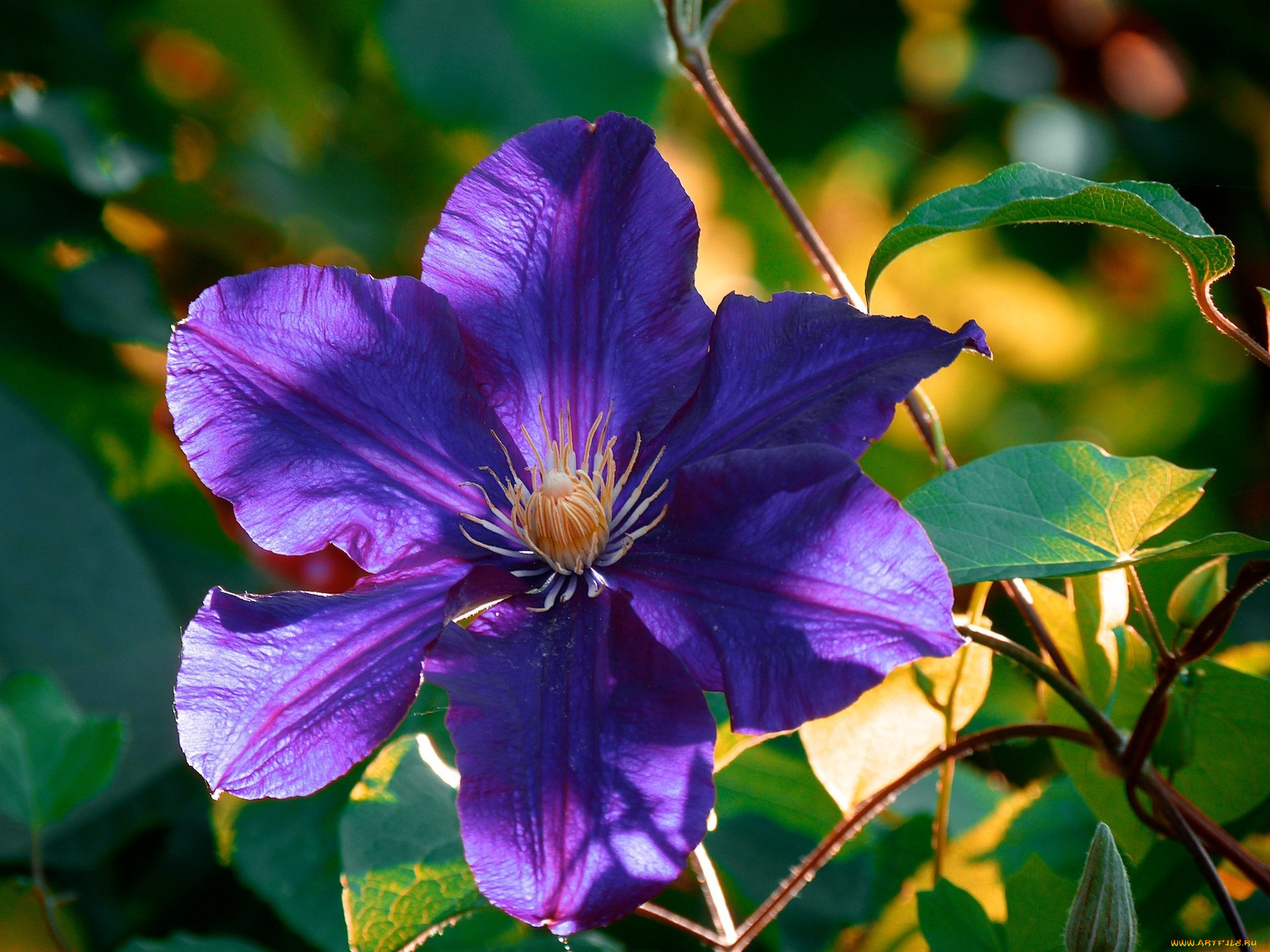 цветы, клематис, , ломонос, листья, фиолетовый