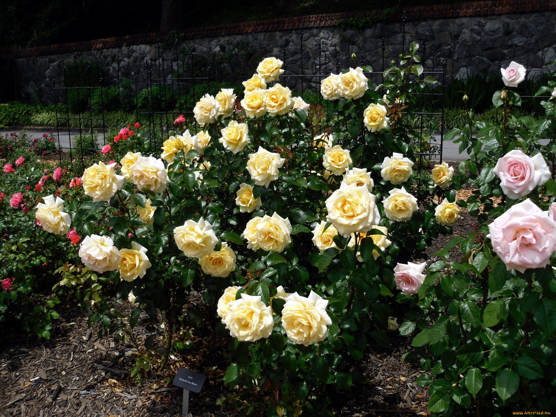 цветы, розы, кусты, розарий