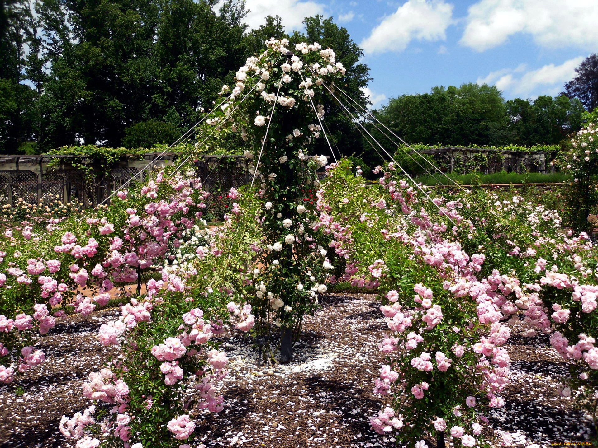цветы, розы, розарий