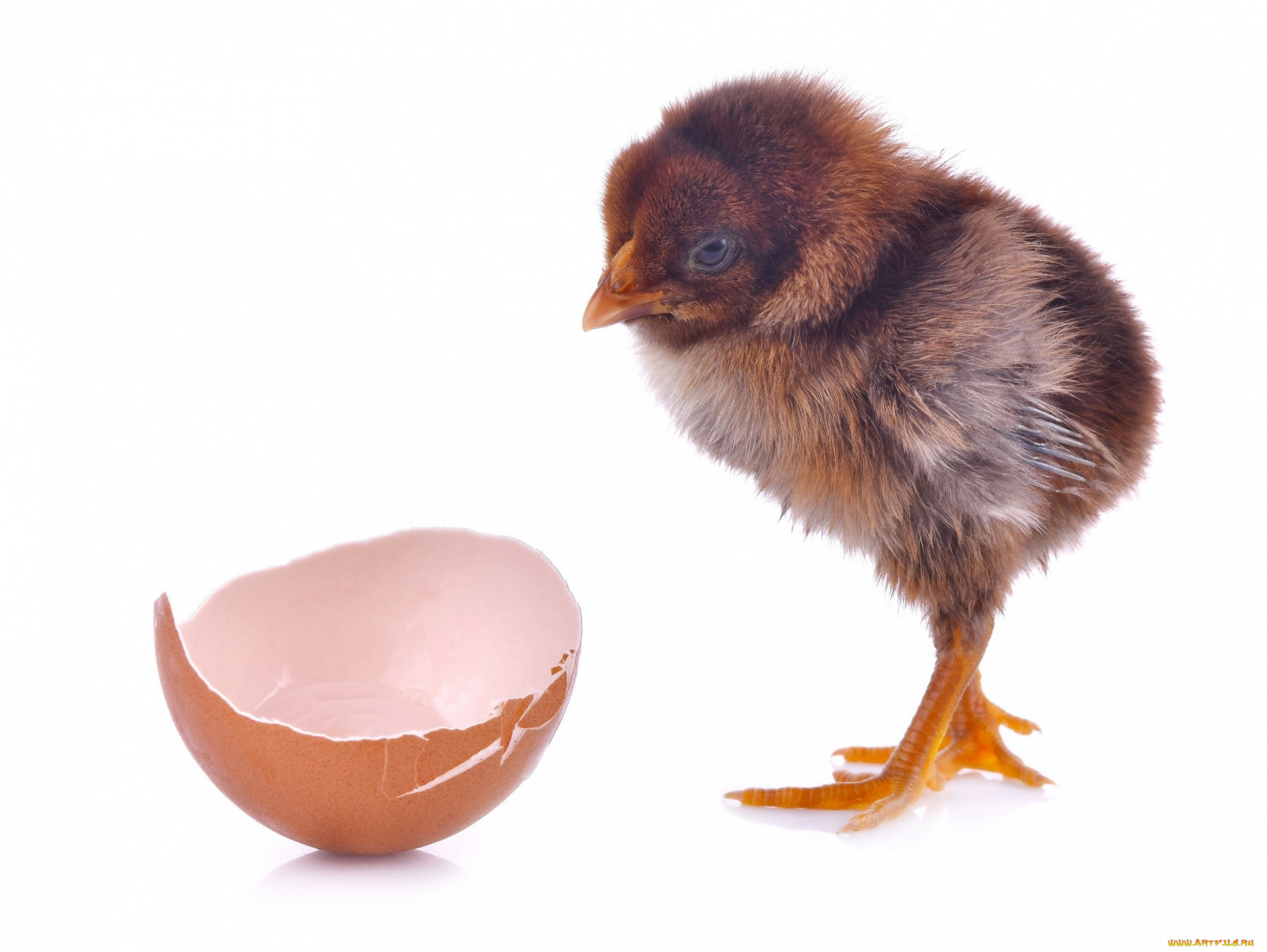 животные, птицы, скорлупа, белый, фон