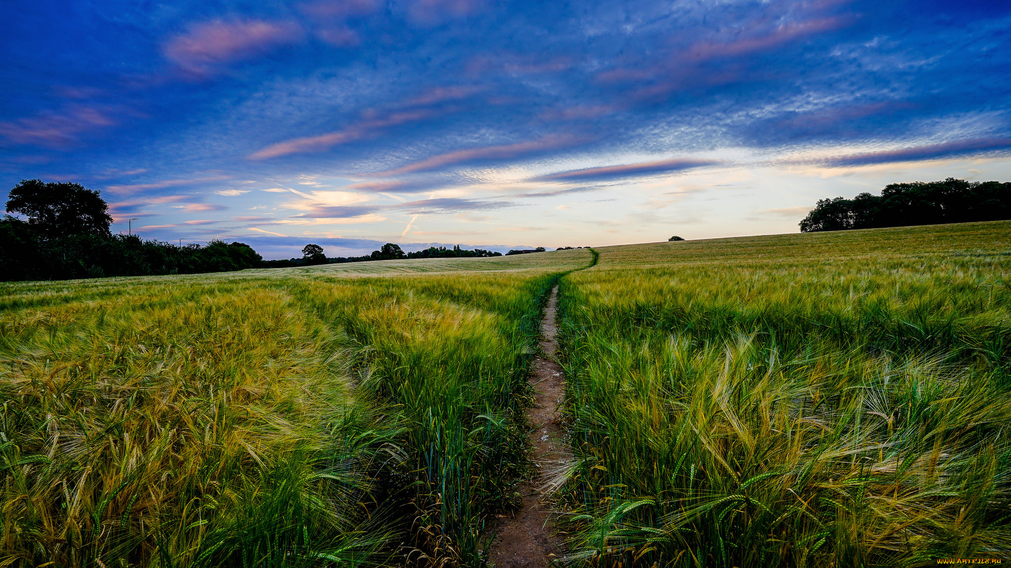 природа, поля, простор