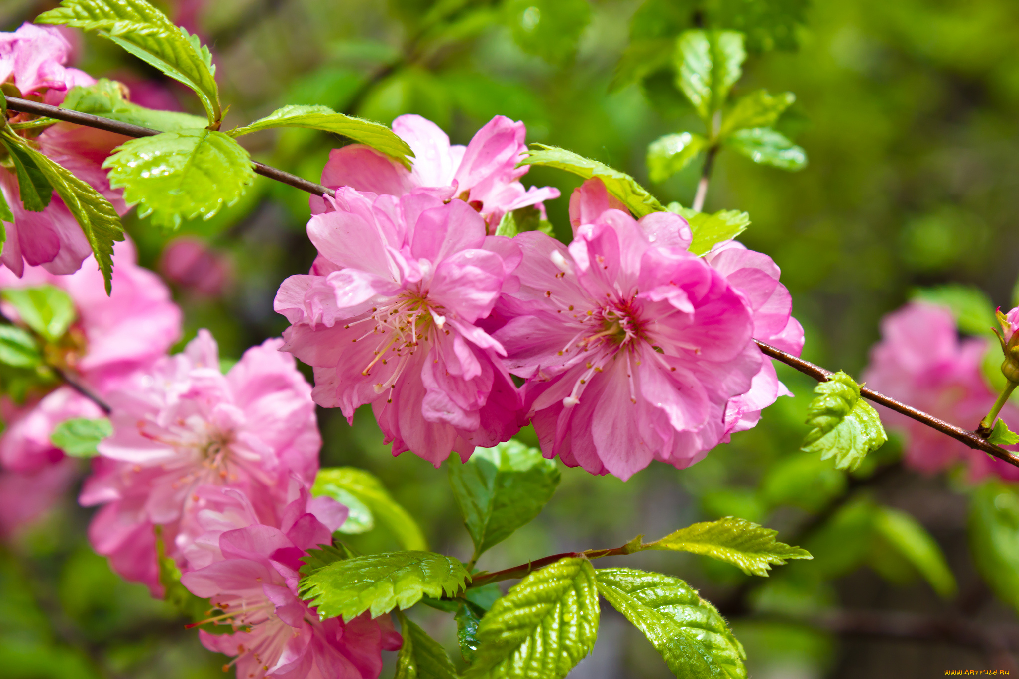 цветы, цветущие, деревья, , , кустарники, цветущая, веточка, цветки, листья, ветка