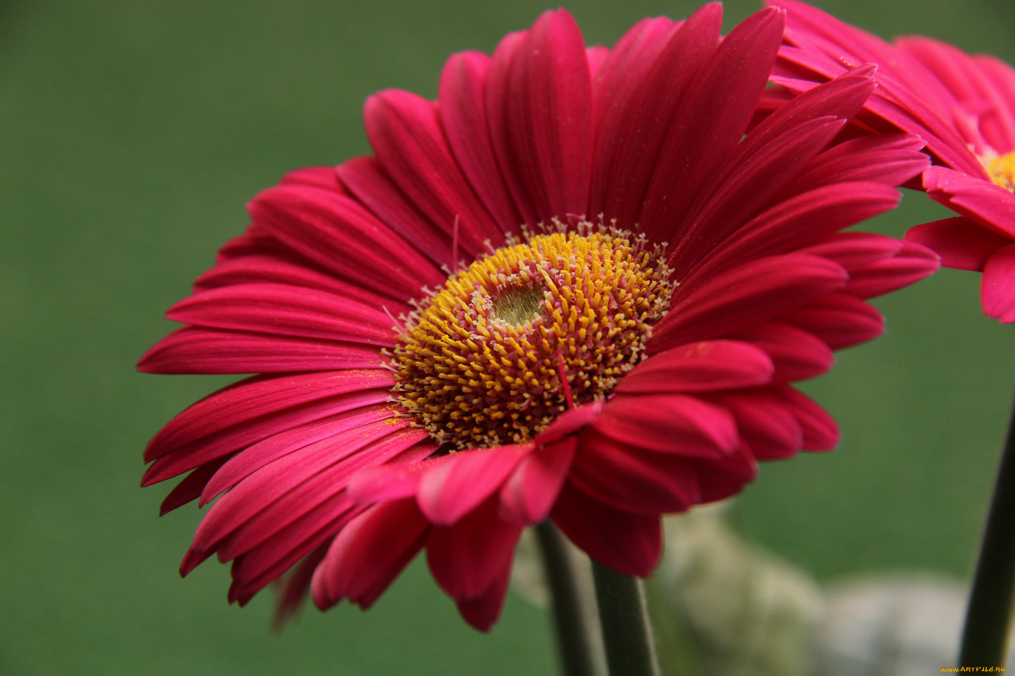 цветы, герберы, цветение, листья, лепестки, гербера