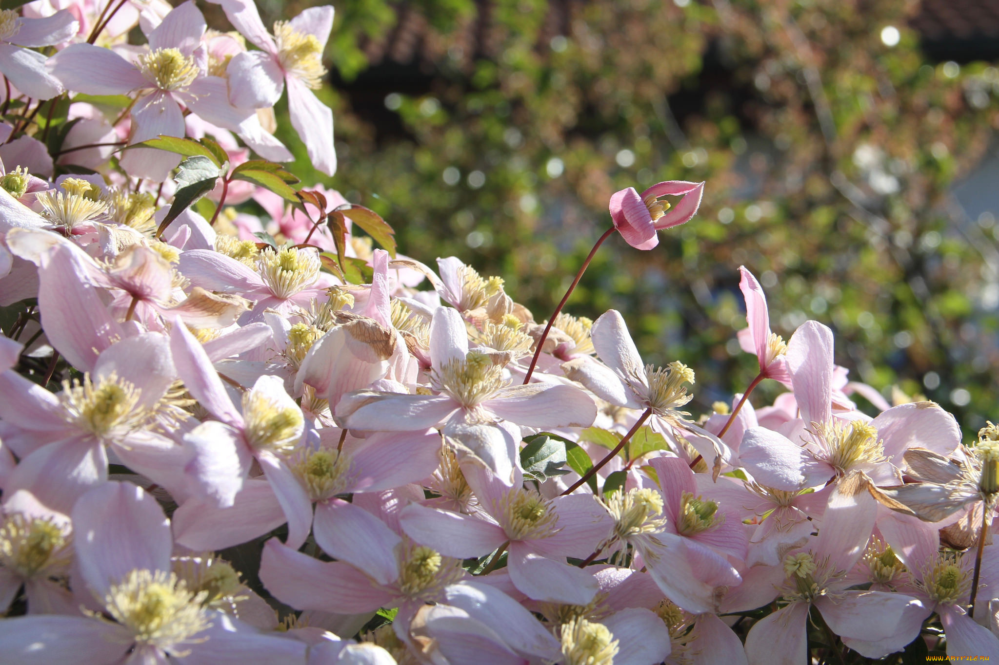 цветы, клематис, , ломонос, цветение, лепестки, клематис
