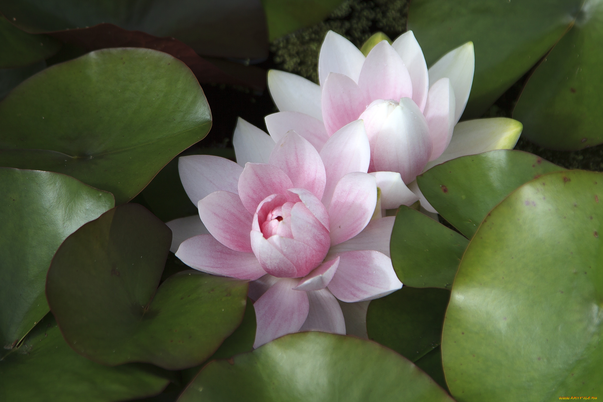 цветы, лилии, водяные, , нимфеи, , кувшинки, листья, водяная, лилия, вода