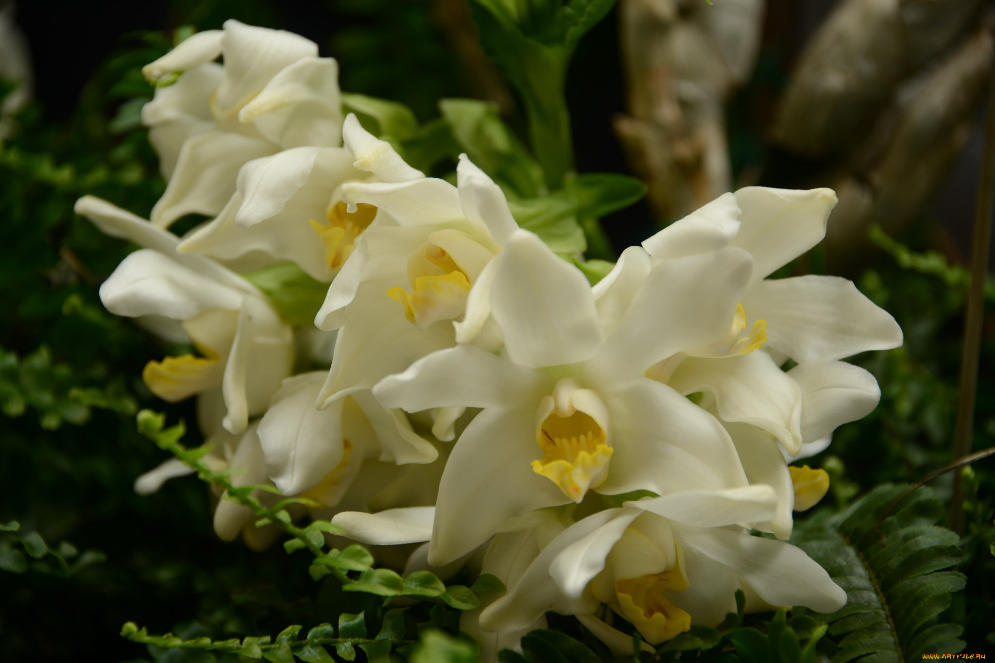 цветы, орхидеи, orchids, flowering, flowers, цветение