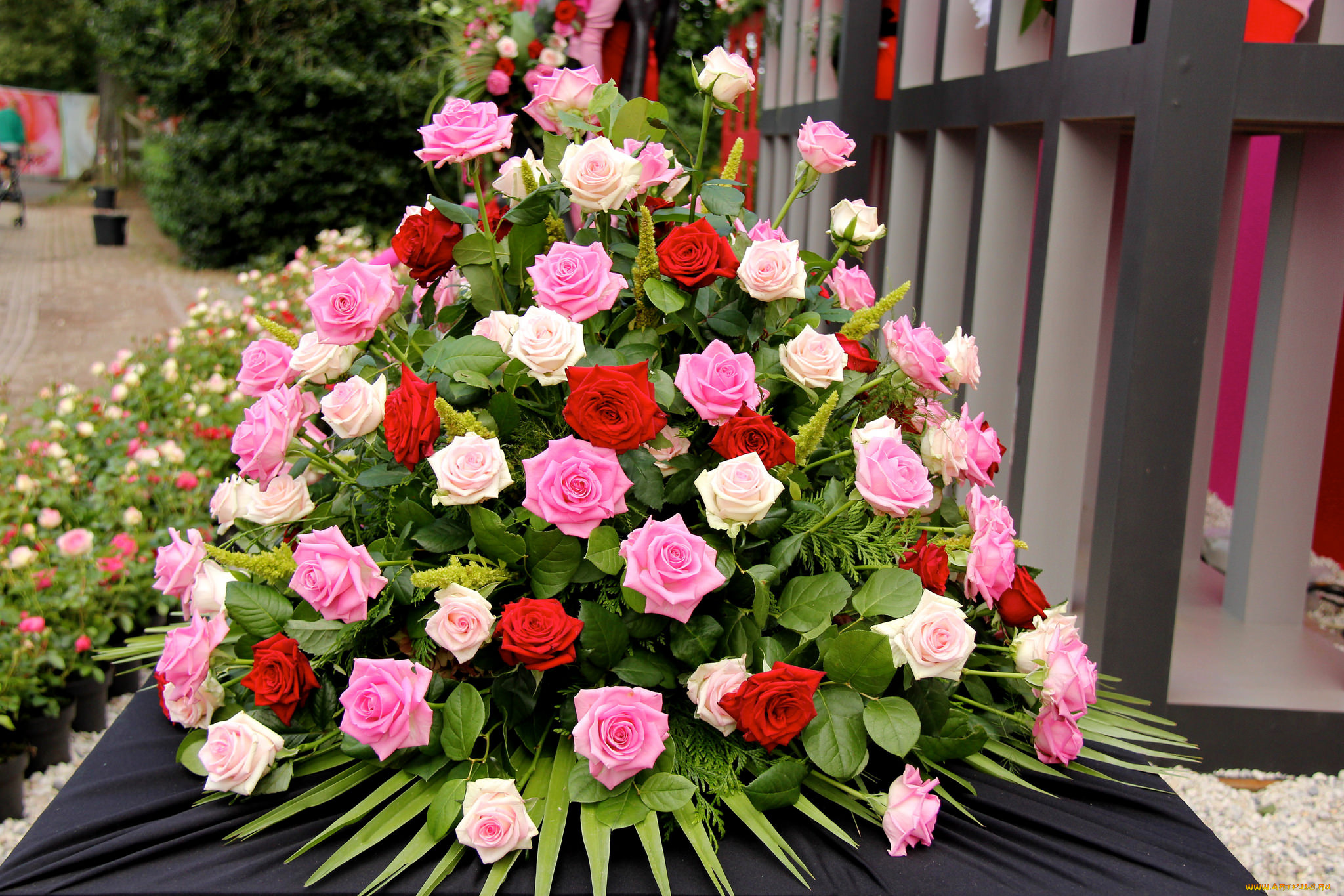 цветы, розы, листья, лепестки, бутон, роза, blossoms, leaves, petals, bud, rose, цветение