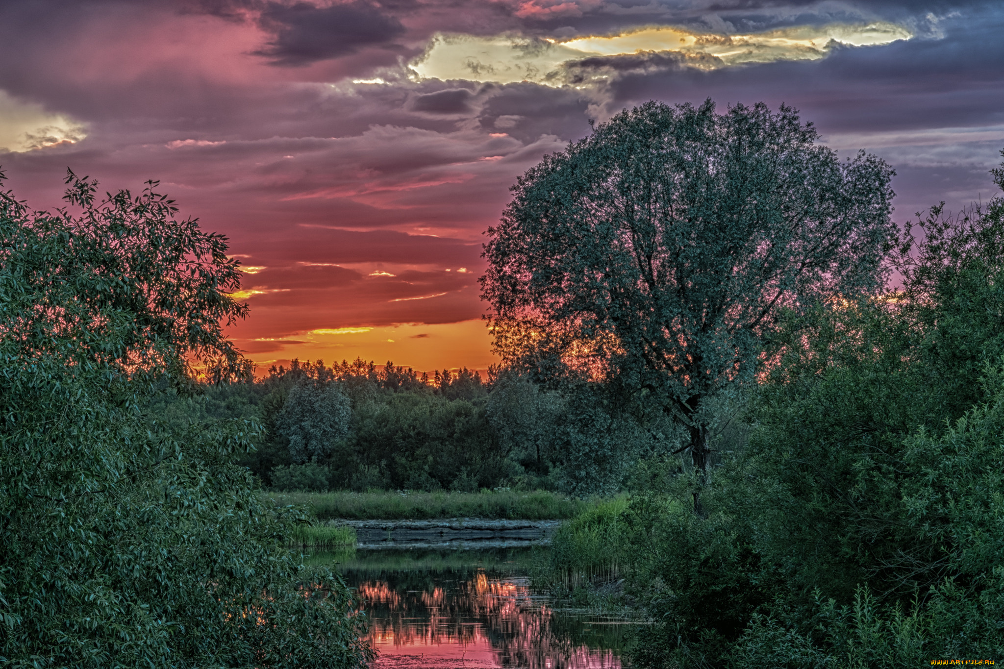 природа, реки, озера, река, лес