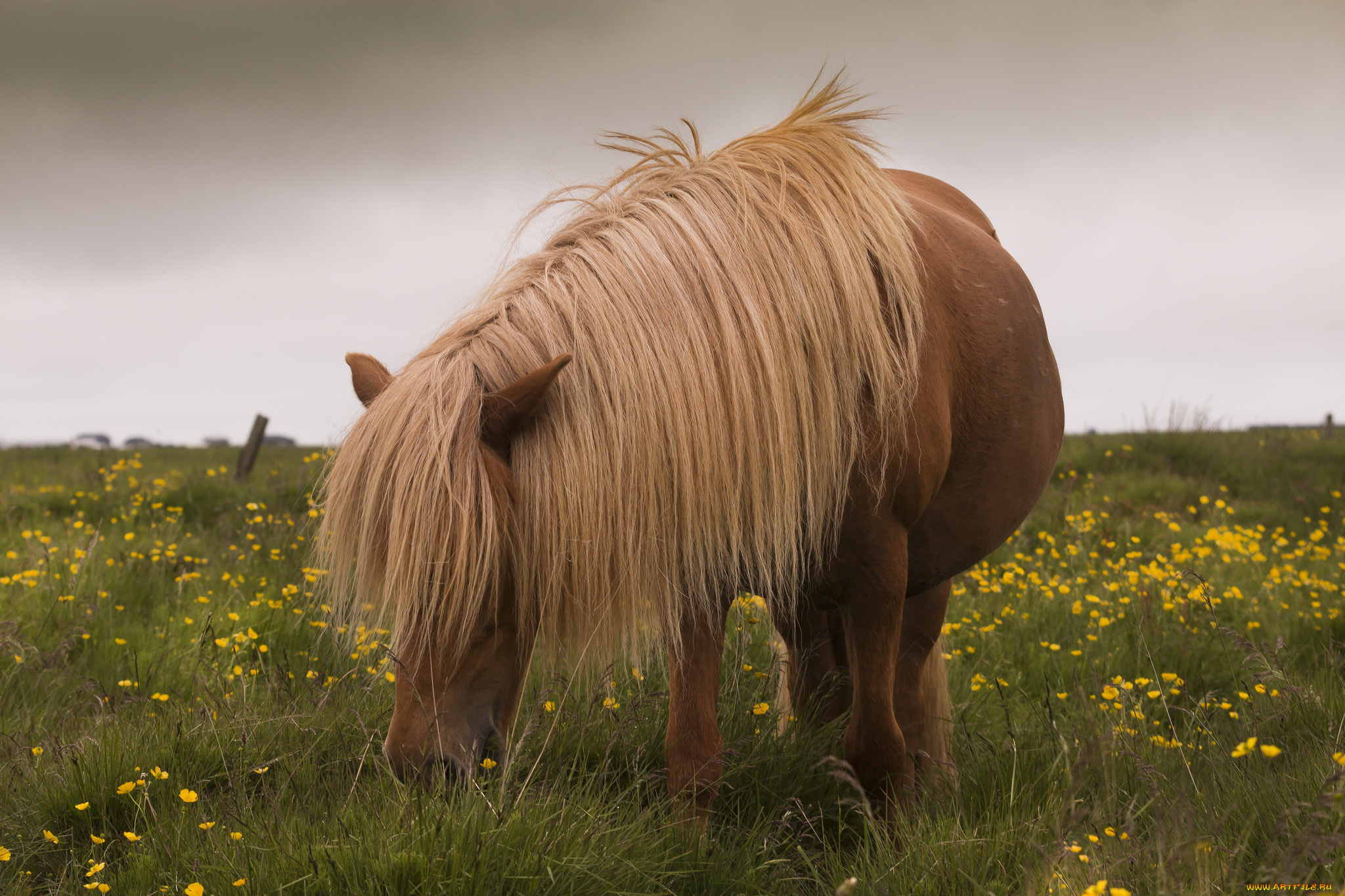 животные, лошади, хвост, грива, лошадь, окрас