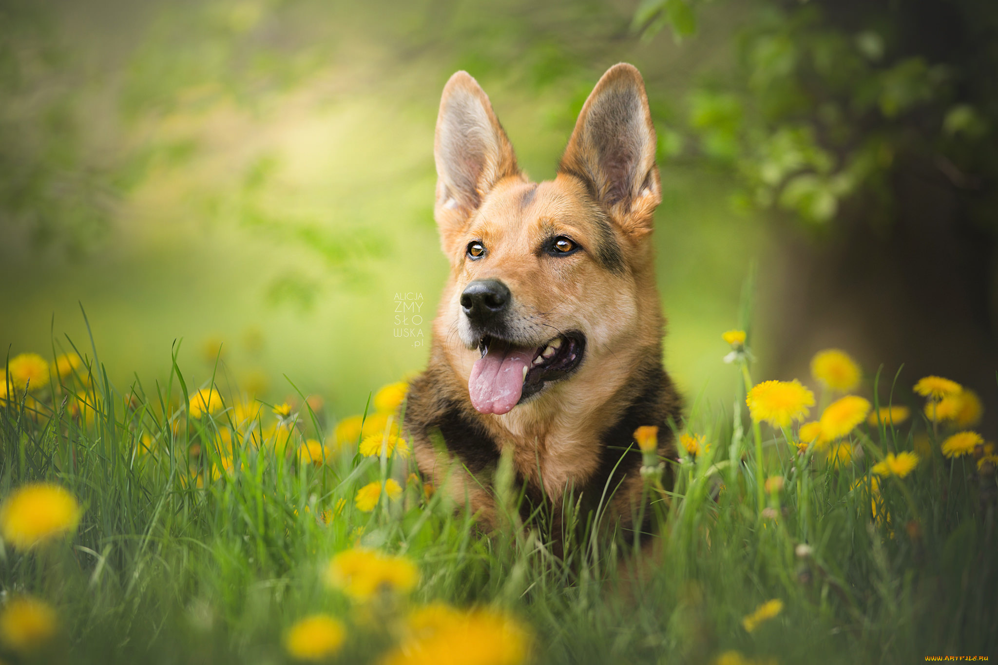 животные, собаки, порода, окрас, шерсть, животное, собака