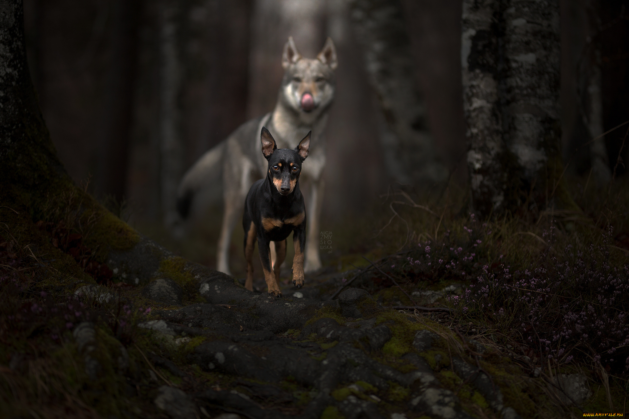 животные, собаки, собака, шерсть, окрас, животное, порода