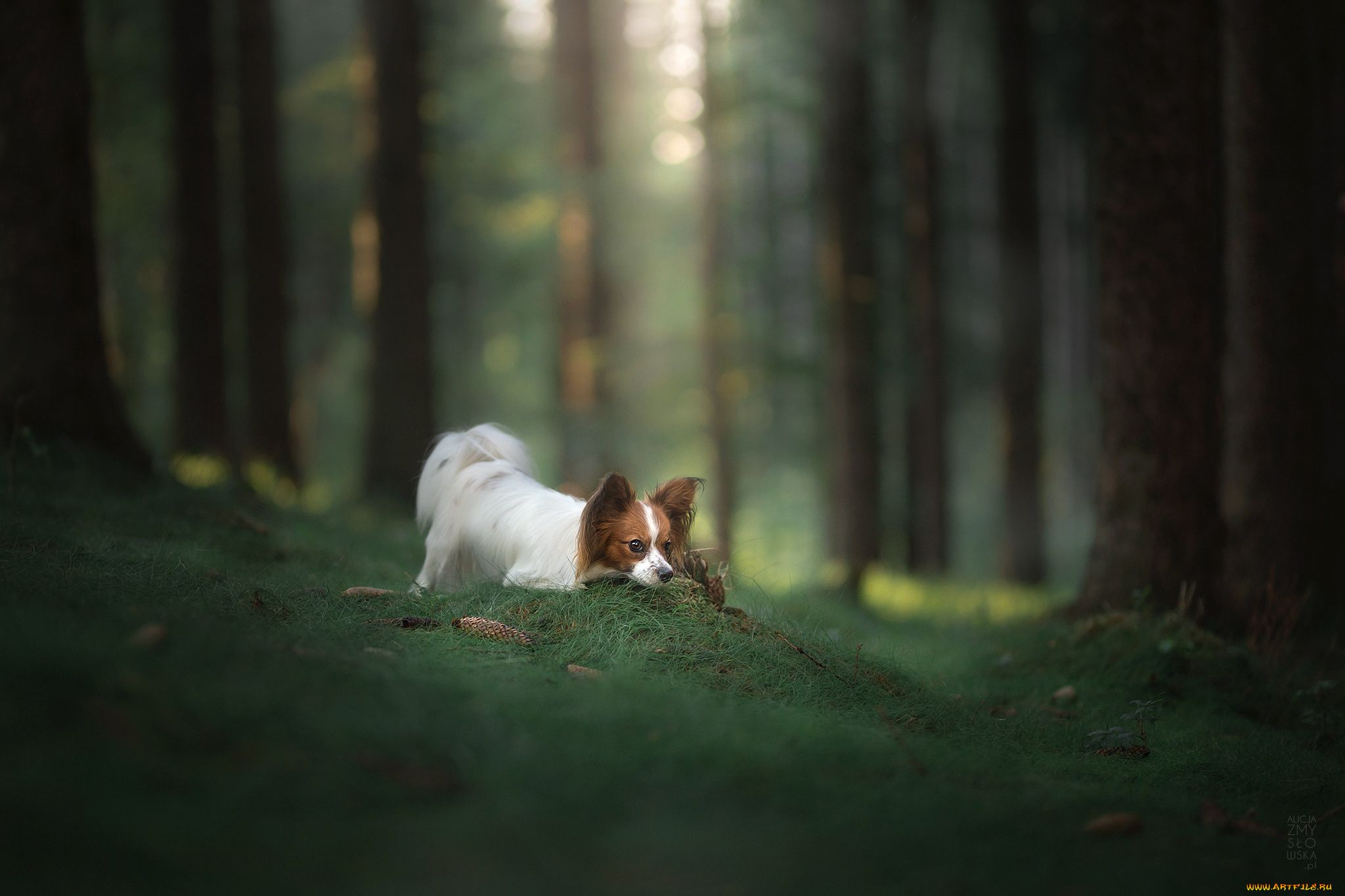 животные, собаки, животное, порода, собака, окрас, шерсть