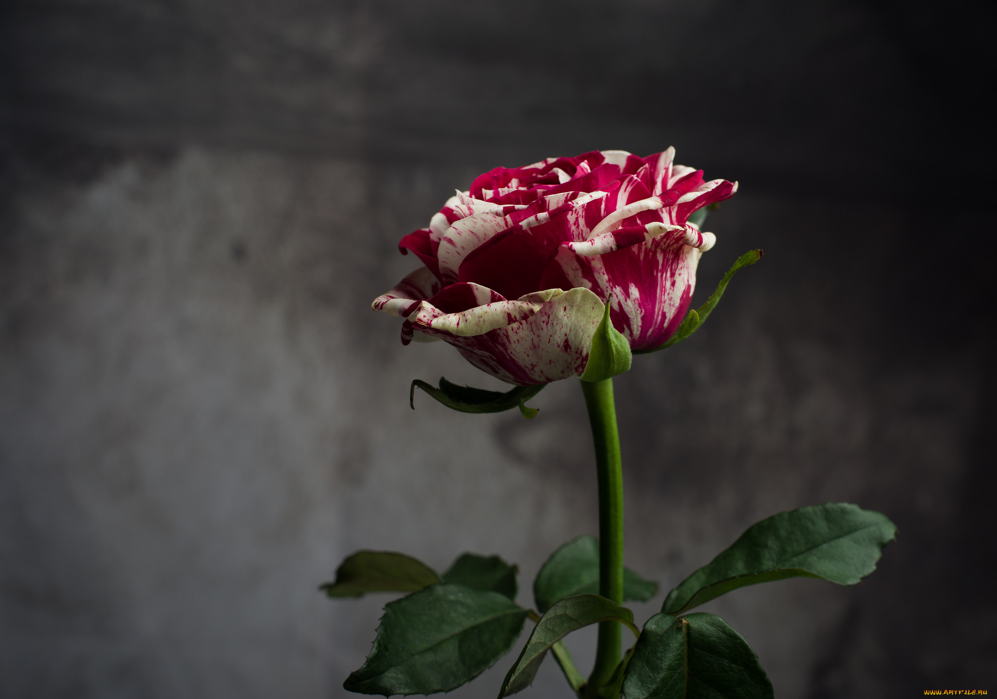 цветы, розы, роза, бутон, лепестки, листья, цветение, rose, bud, petals, leaves, blossoms