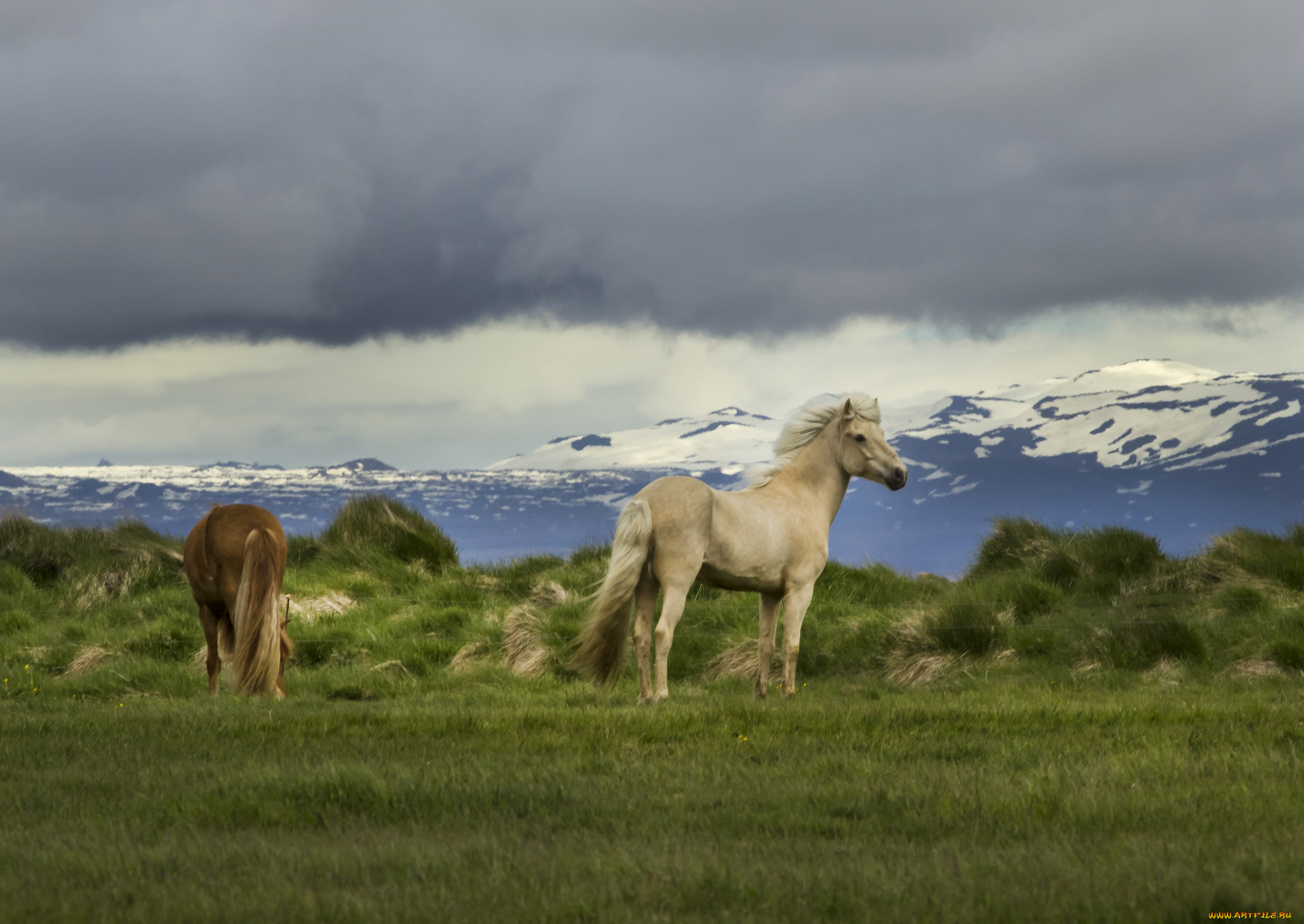 животные, лошади, грива, хвост, окрас, лошадь