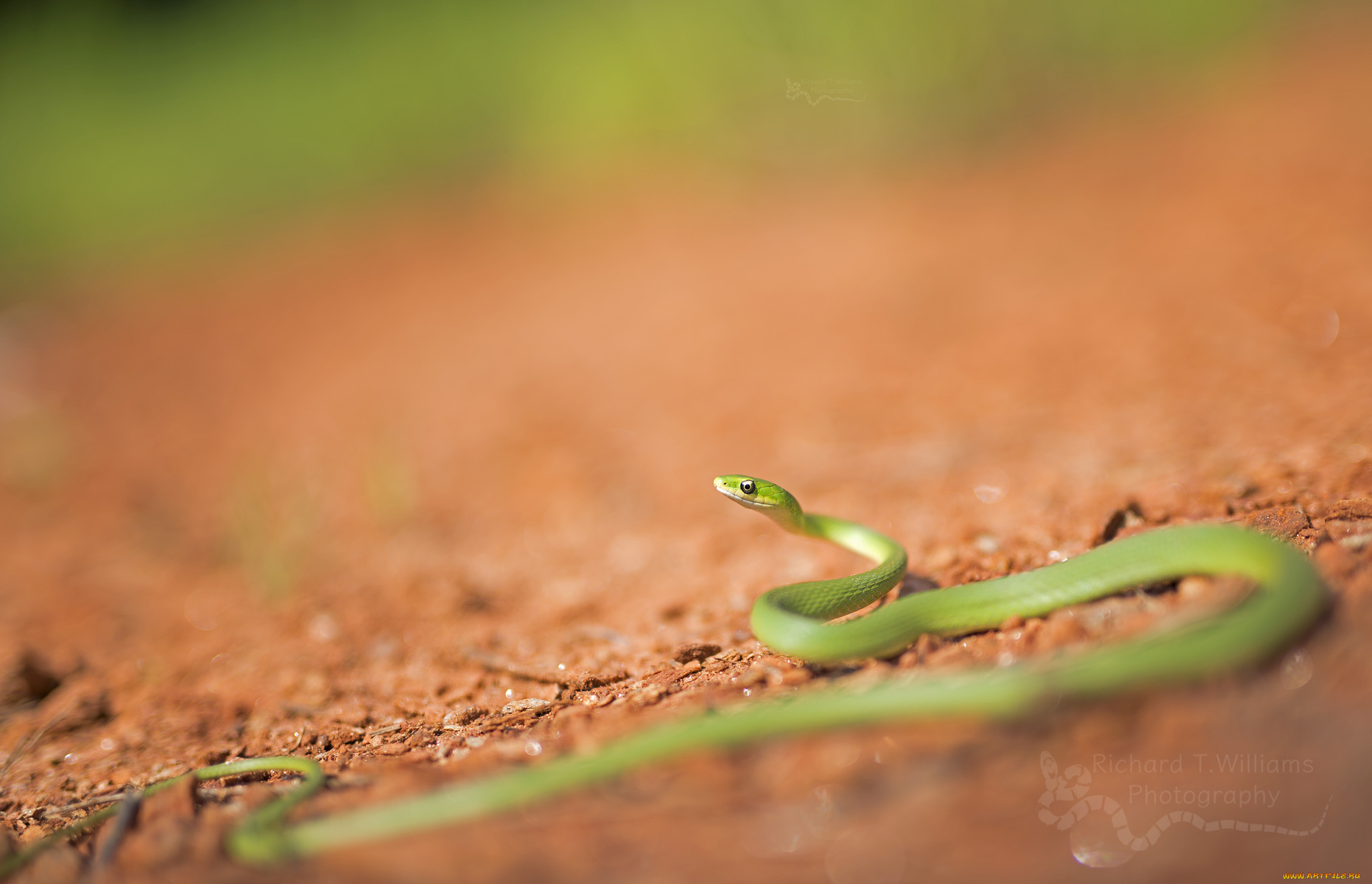 животные, змеи, , питоны, , кобры, фон, макро, окрас, опасна, змея