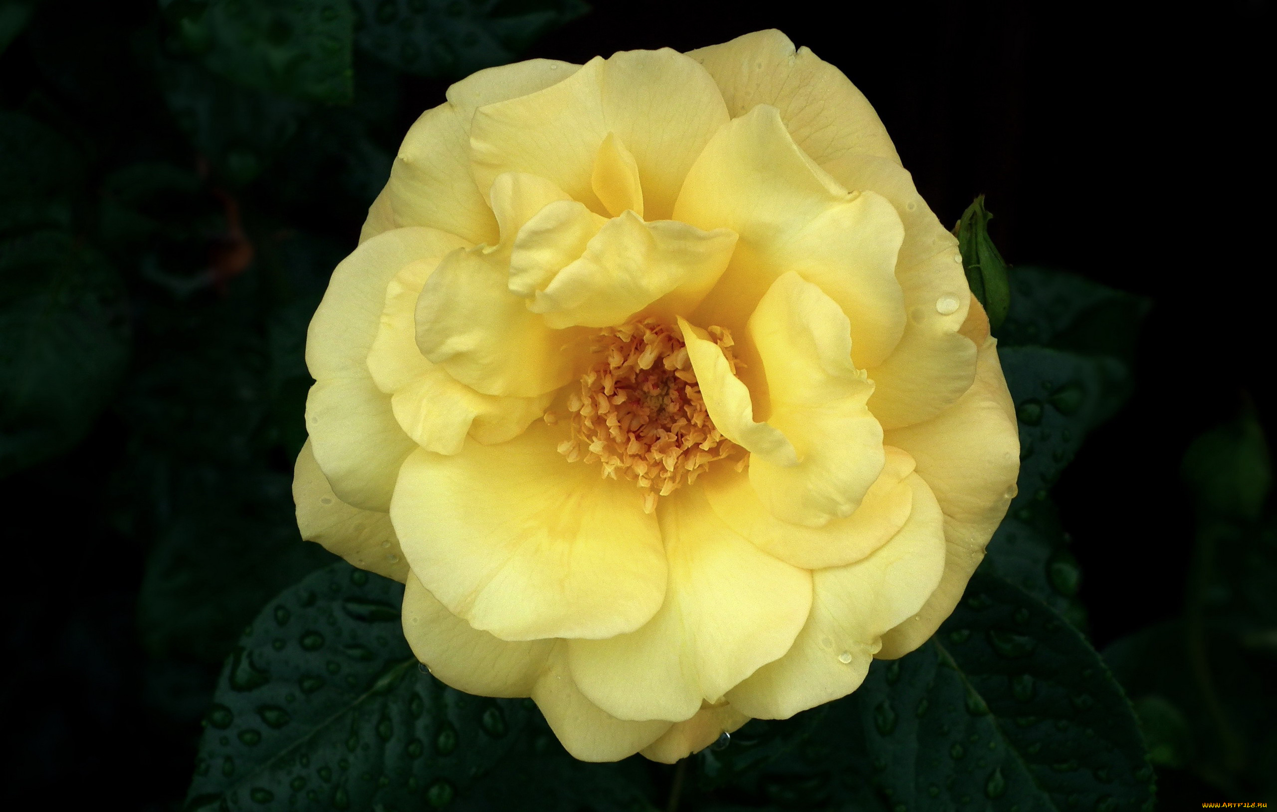 цветы, розы, макро