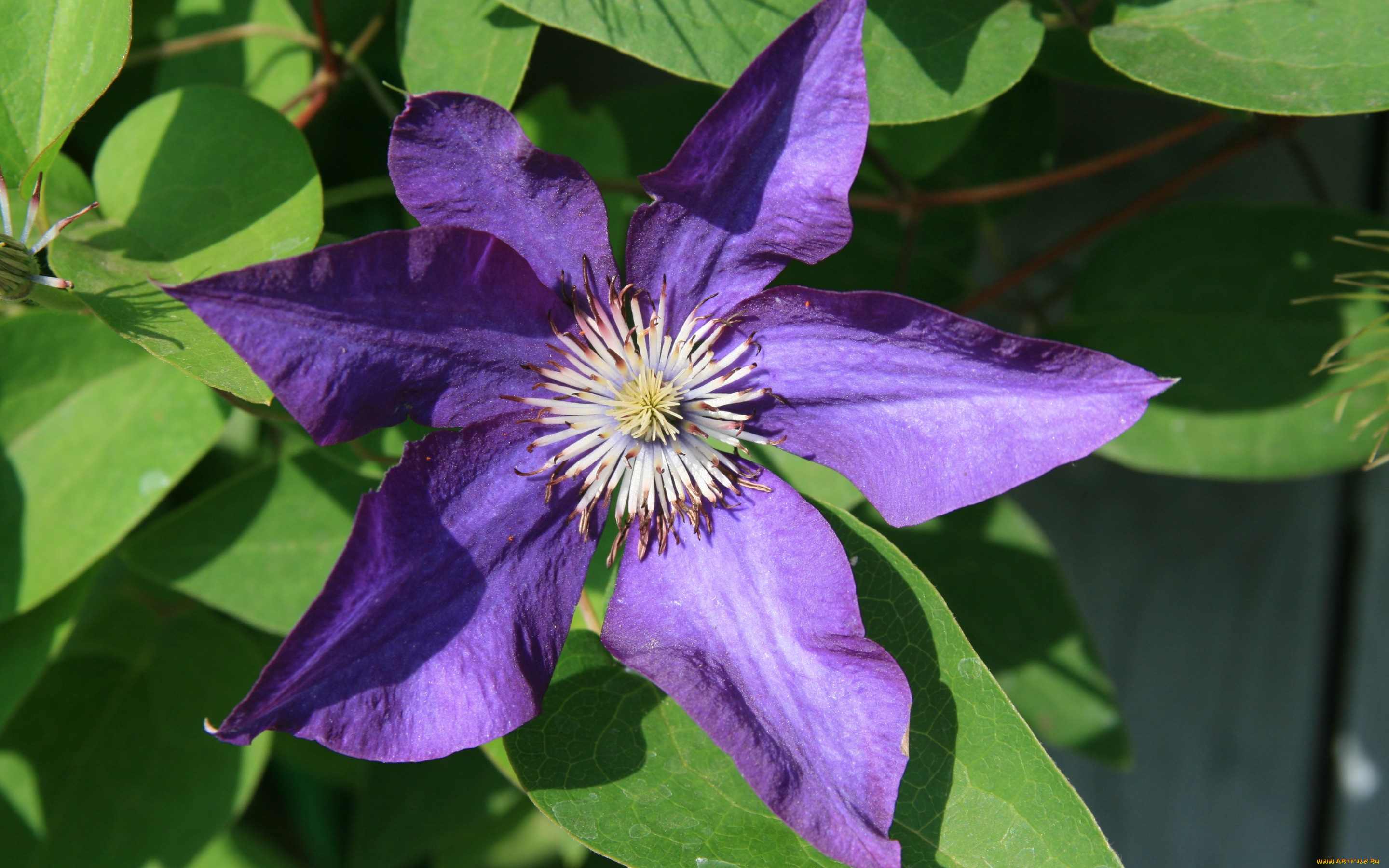 цветы, клематис, , ломонос, цветок, обои, клематис, картинка, фон, макро, красота